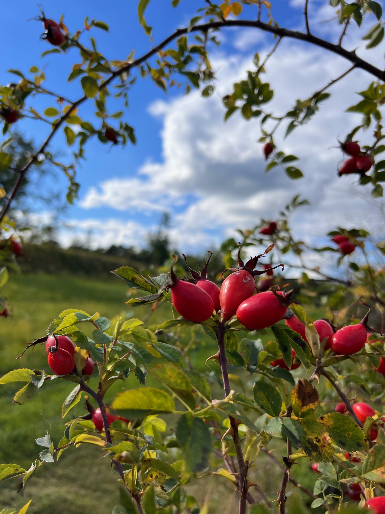 Šípkový džem 240g
