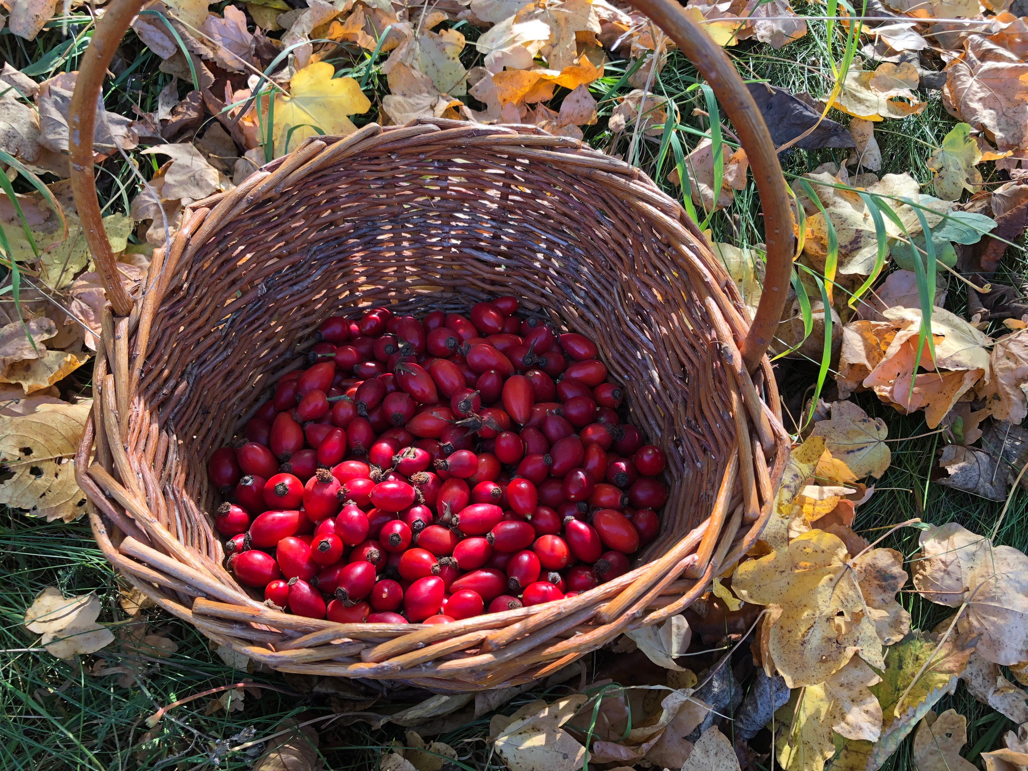 Šípkový džem 240g